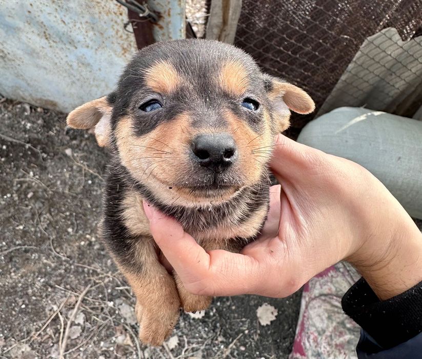 Щенки той-терьер