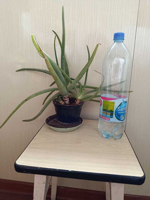 лечебное растение алоэ