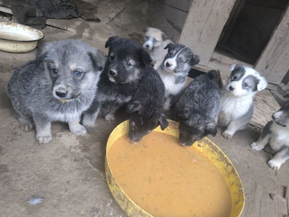 Продам щенков охотничьих