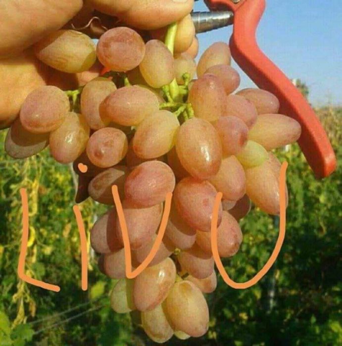 Butasi de vita de vie de anul 2 și de anul 3