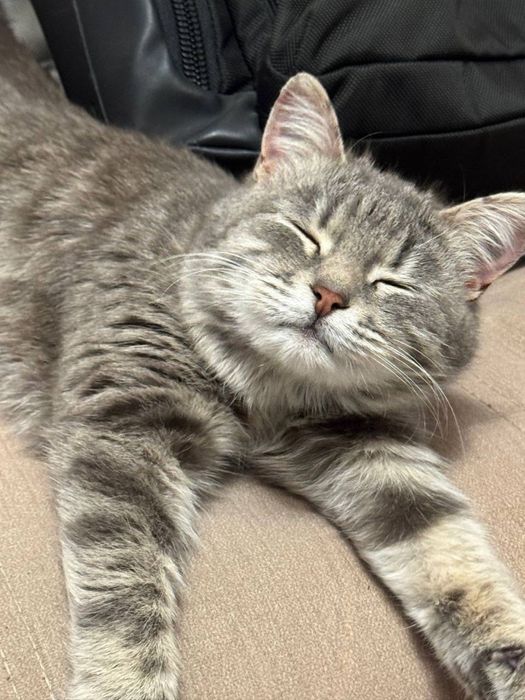 Кошка (6 мес) ищет дом