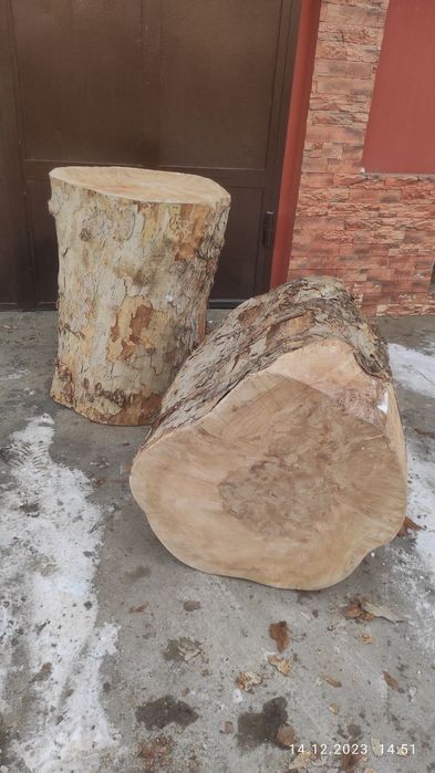 Кунда касоблар учун чинор ва тут