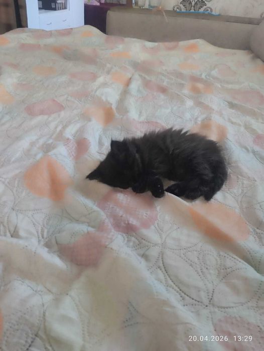 Котята.                   .