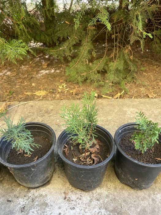 Туя- оградна