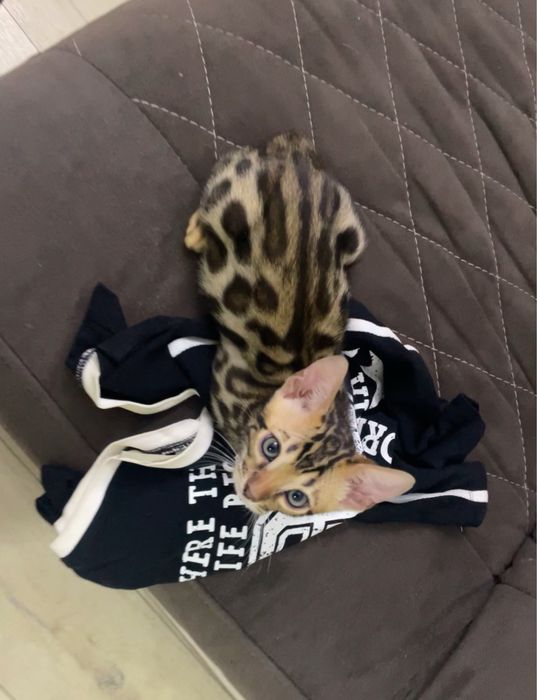 Бенгальские котята