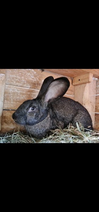 Vând iepuri.      .