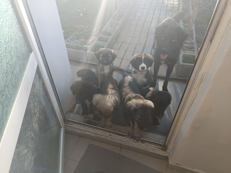Cateluși ciobanesti adoptie
