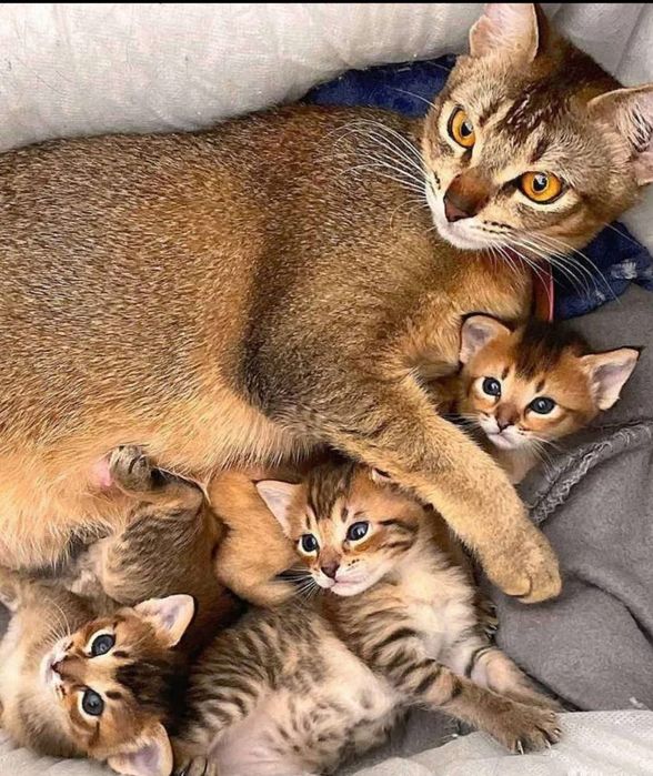 Чаузи и абики. Акция - 50%