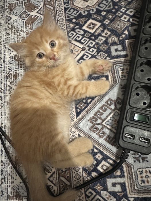 Дружилюбные котята