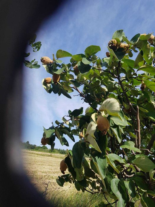 Продава се Земеделски имот в Видин, Химик -  кв.м за 4590 €/дка - Снимка #3