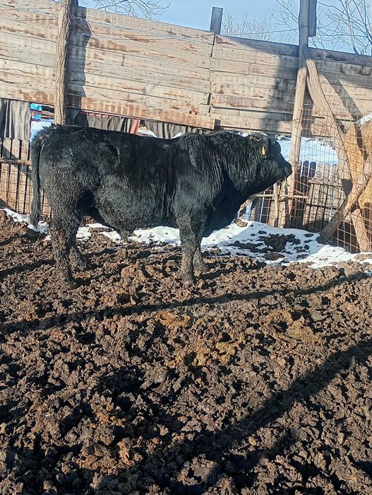 Vând taur angus pentru reproducție