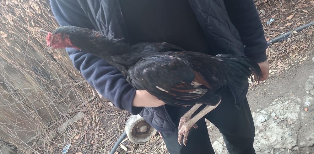 Дакан петушки 6месяцев