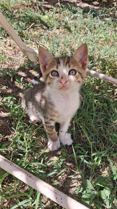 Pui de pisică, motănei de 2 luni și ceva spre adopție GRATIS, Năvodari
