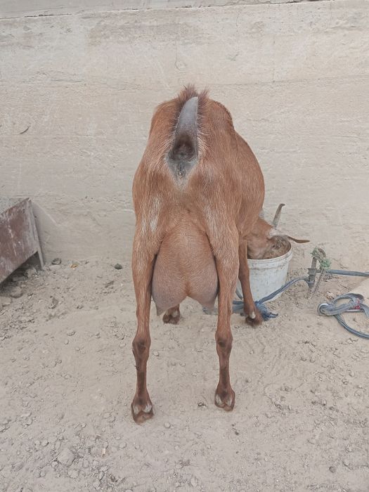 Ешкі сатылады лағымен