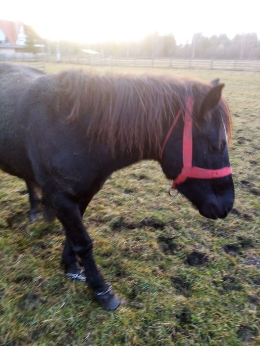 Mânz de 1an jumătate