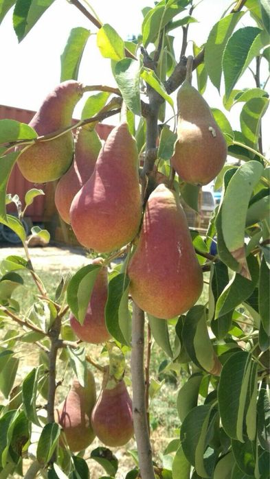 Саженцы из дома продаются