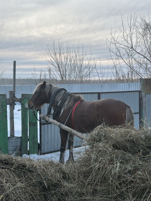 Продам кунан 2.7