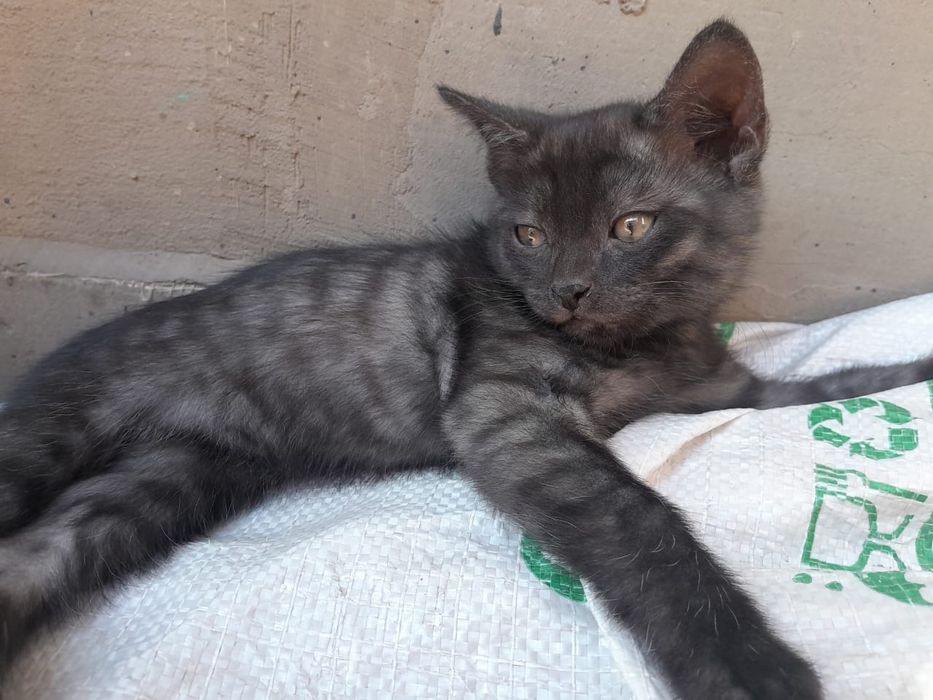 Котёнок мальчик 2 месяца