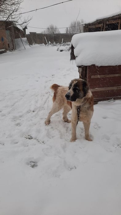 Алабай ит сатылады