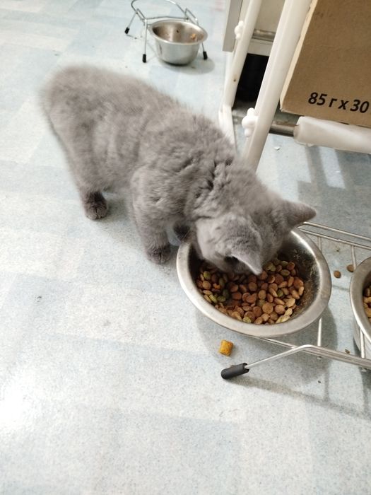 Продаются котята