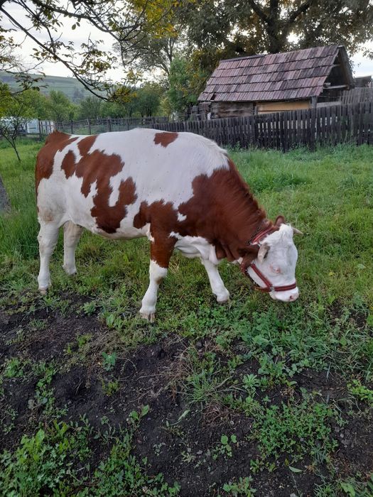 Vând Juninca  Balțata Românească