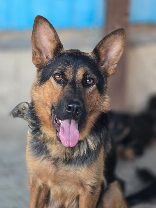 Продам щенков немецкой овчарки