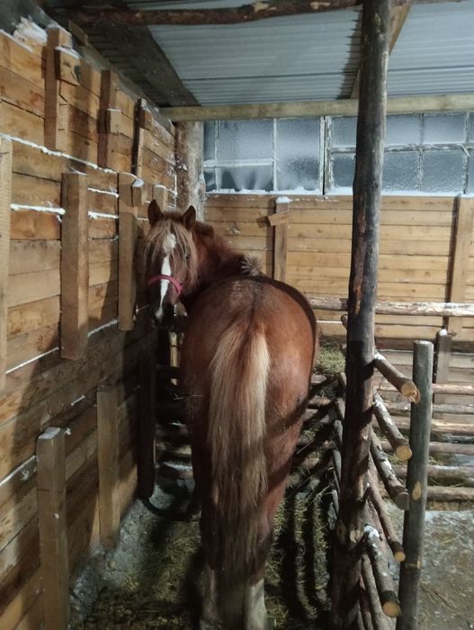 Құнан сатылады!!!