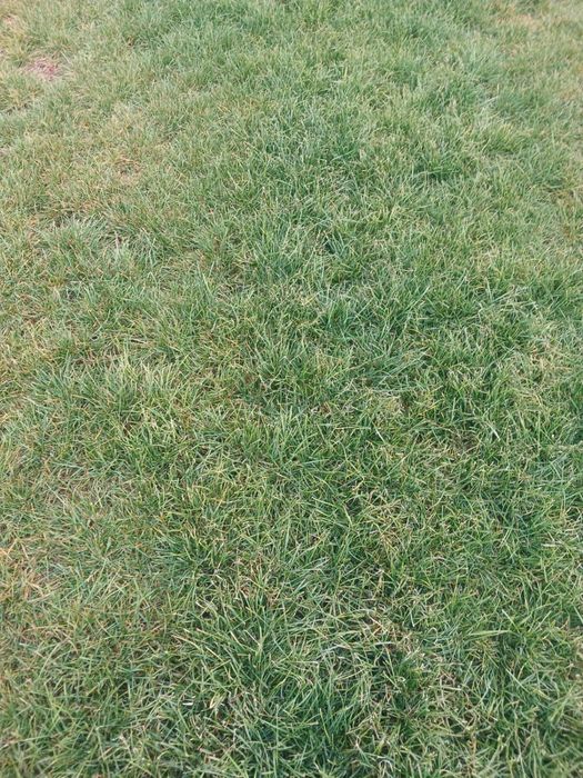 Готовый Газон. Рулонный газон. Дере