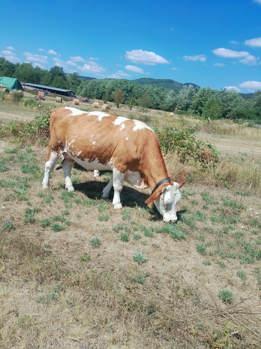 Vand vaca baltata