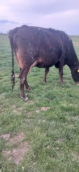 Vaca de vânzare forte bună de lapte