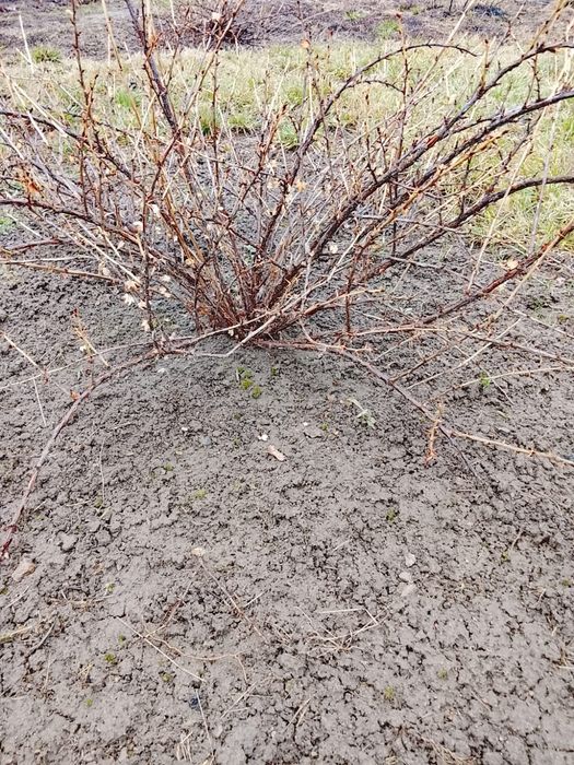 Продам крыжовник рассада