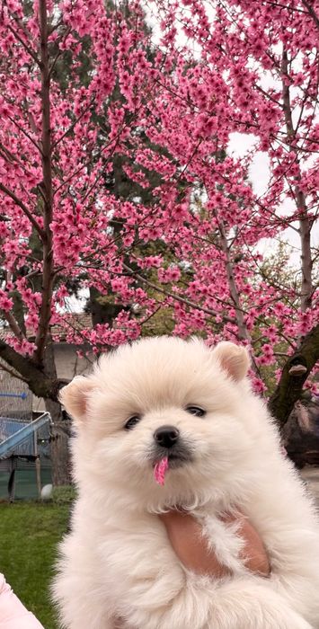 Померан момче и момиче