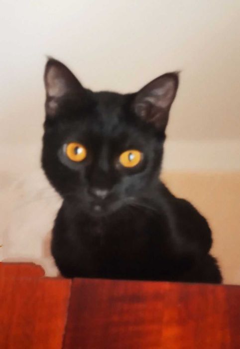 Котята в добрые руки. Смотрите другие объявления автора