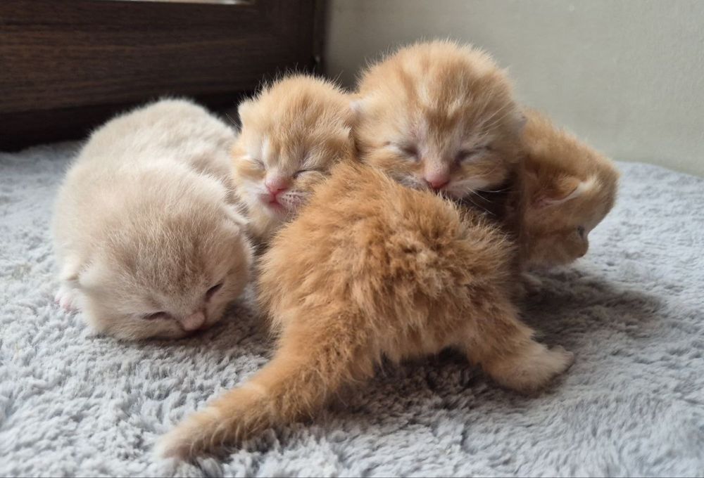 Британские котята