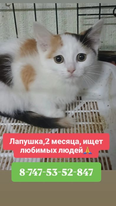 Отдам котят в добрые руки