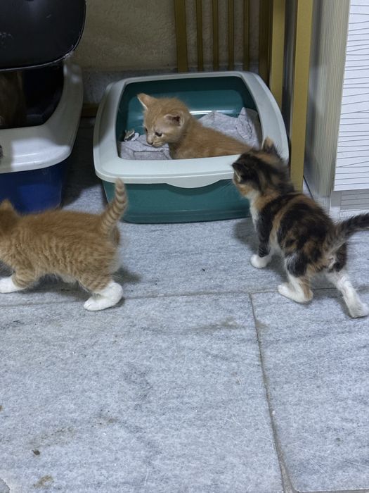 Мушук mushuk кот бесплатно