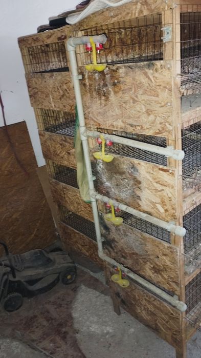 Клетки перепилиные