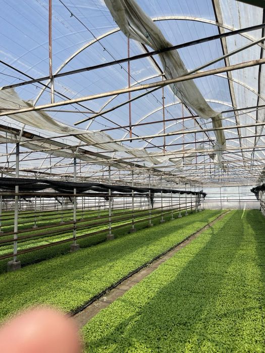 Теплица 2 Гектар ижарага берамиз ёки сотилади 5 йилда булиб тулаш