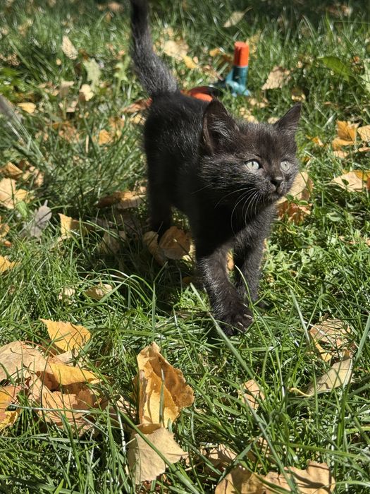 Котенок серый черный мальчик девочка
