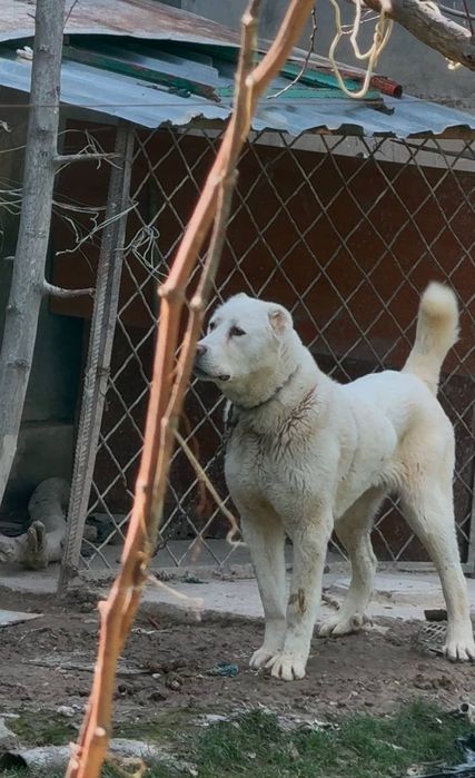 Alabay (toza Alabay) 1 yoshda