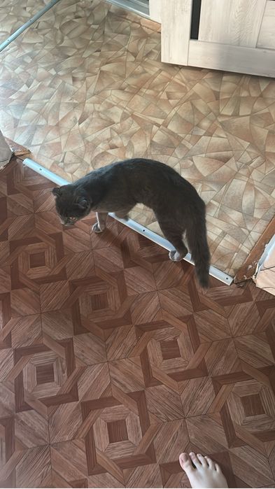 Отдам кошечку в добрые руки