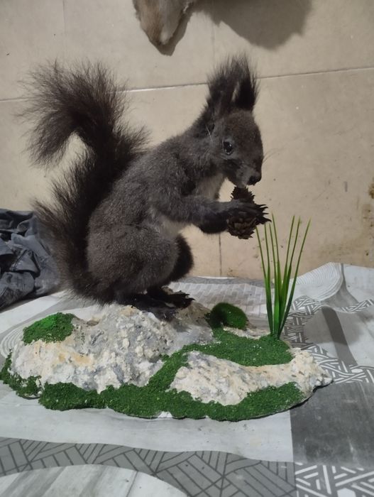 Препариране на животни.
