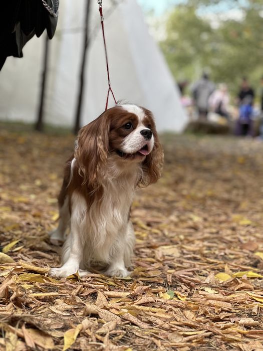 Вязка Кавалер кинг-чарльз