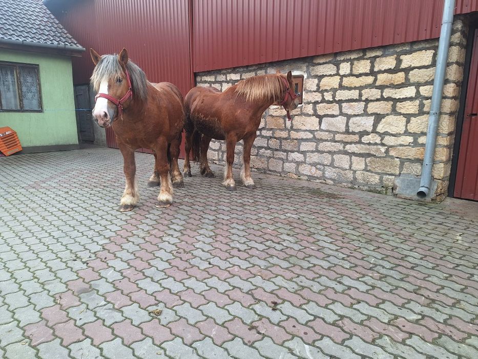 Vand cal (armăsar)și iapa