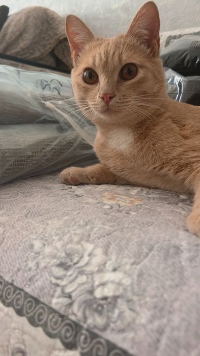 Отдам котёнка в добрые руки
