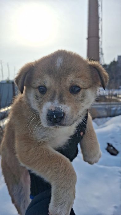 Щенки хорошие толстые