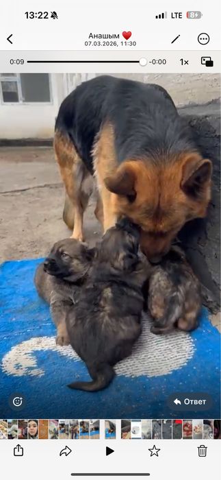 Продам щенков договорная цена