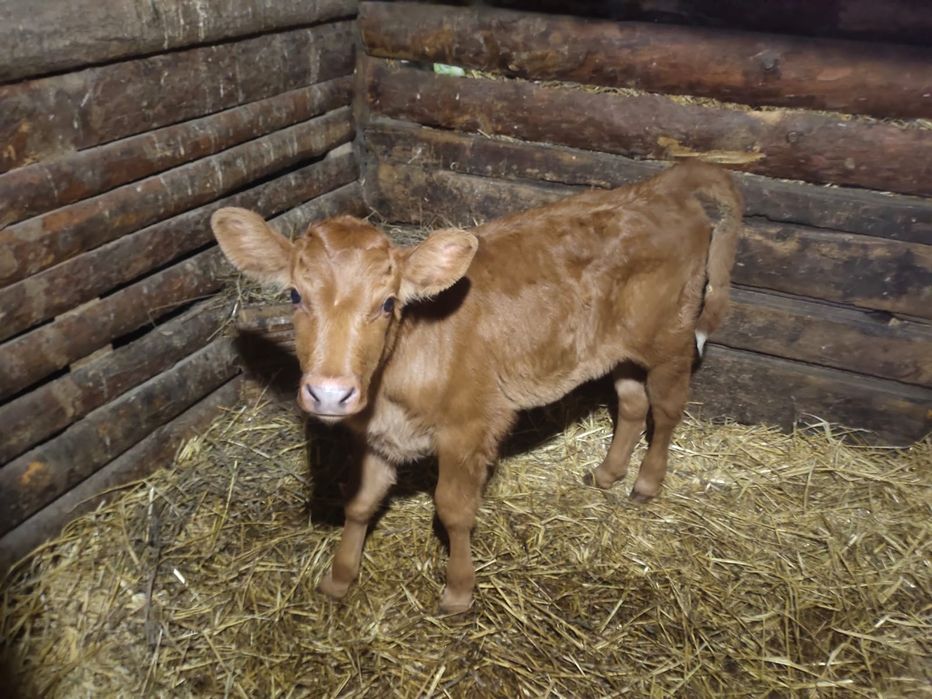 Продам телят телёнка