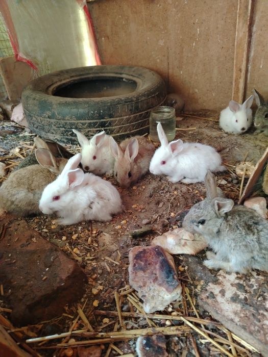 Quyon bolari sotiladi