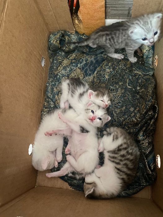 Отдам котят в добрые руки